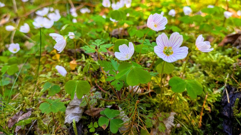 Fruehling am Brunnenberg